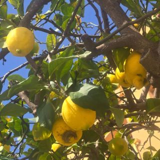 Jaro je tady ☀️🌡🌸 #springiscomming #mallorcabeach #mallorcalife #lovelemons #uzijsimallorcu